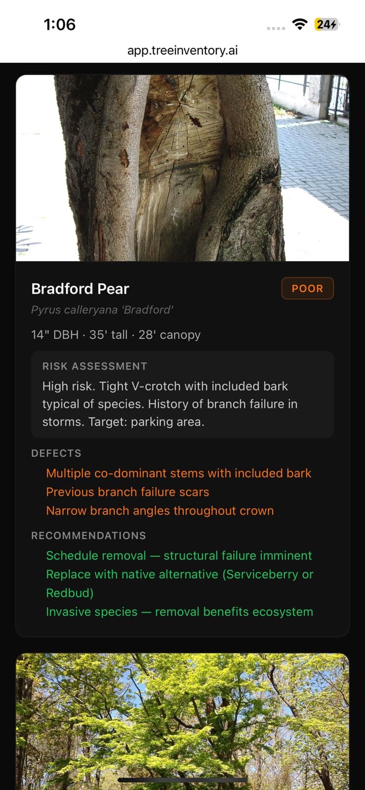 Arborist property inventory PDF report — annotated tree page with measurements, defects, and prioritized recommendations